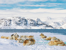 Трамп хочет купить Гренландию