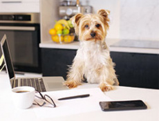 Мой коллега – собака!