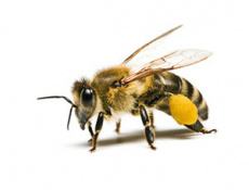 Пчёлы, осы и К⁰. Кто жалит и почему