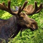 Александр Лось